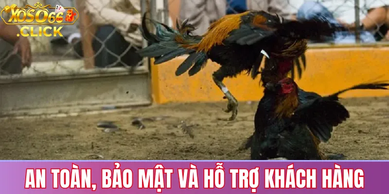 Bảo mật tài khoản và hỗ trợ 24/7 khi chơi đá gà trực tiếp tại Xoso66